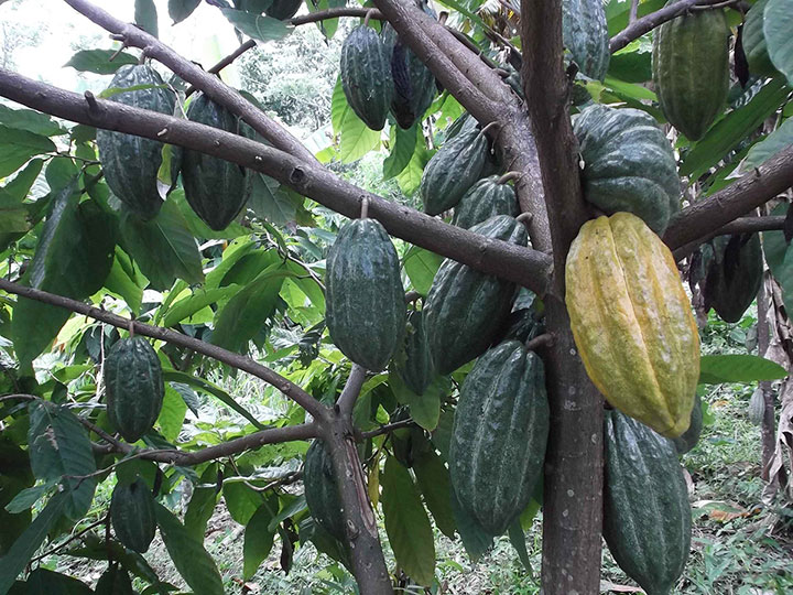 Cacao en República Dominicana: una experiencia de CERAI impulsando la agroecología y los procesos participativos en desarrollo rural