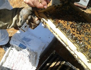 apicultura ecológica