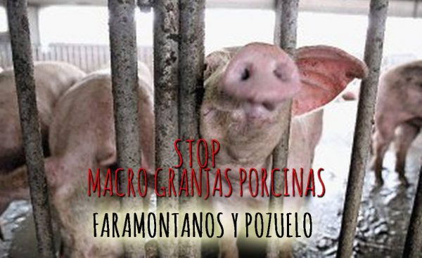 No a la instalación de macrogranjas de porcino en Pozuelo y Faramontanos de Tábara (Zamora)