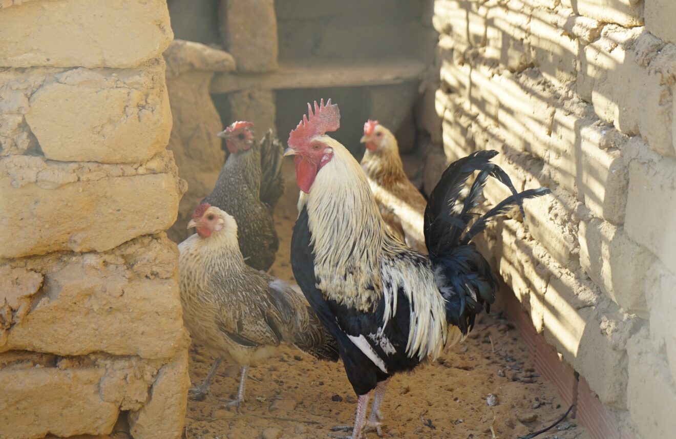 Construir gallineros en el Sahara: reto conseguido que favorece la seguridad alimentaria de la población refugiada