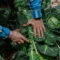 Cuenta atrás para el Foro Internacional de Compra Pública Alimentaria y Agricultura Campesina y Familiar