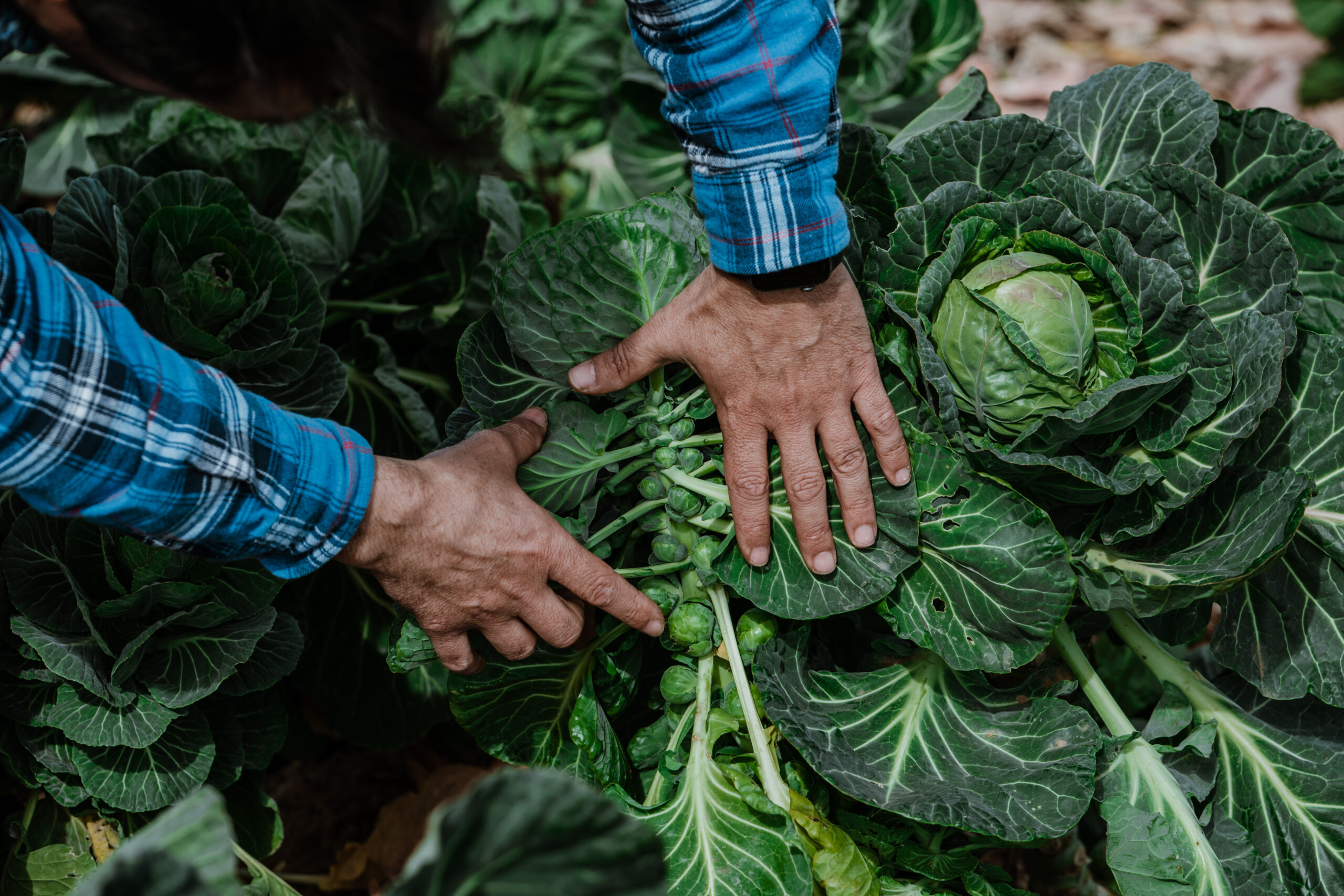 Helena_Agricultura
