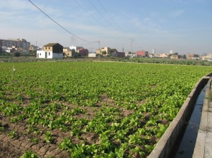 horta
