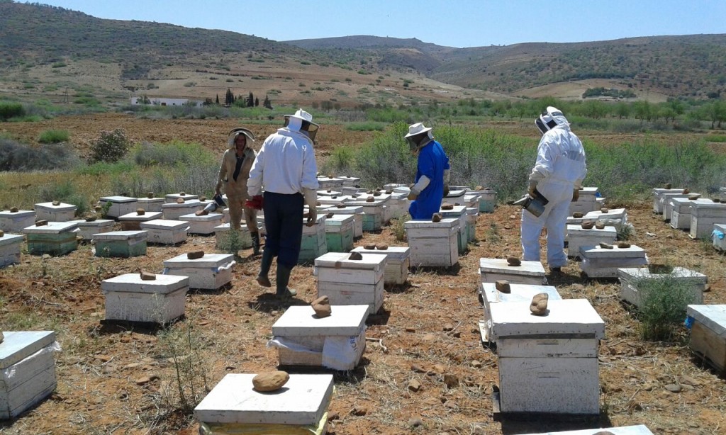 apicultura ecológica