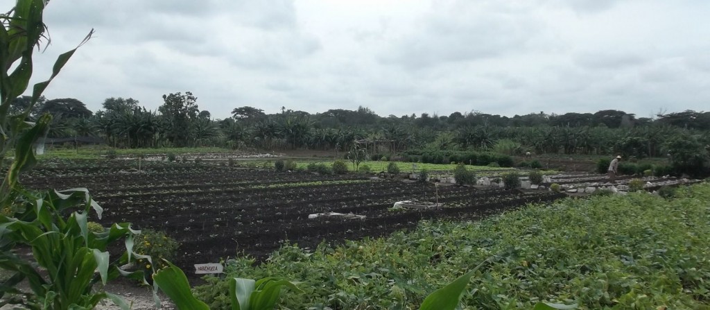 Productor Cuba