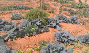 concurso agroecología Trarza (3)